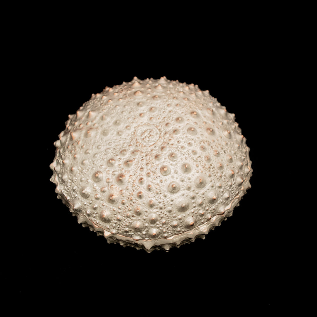 Sea Urchin Box - Silver
