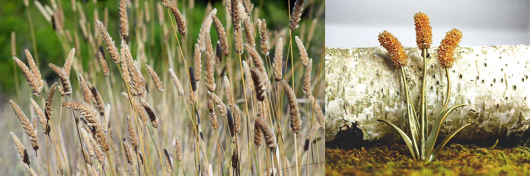 Gone To Seed