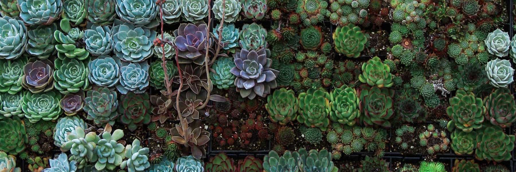 Succulent