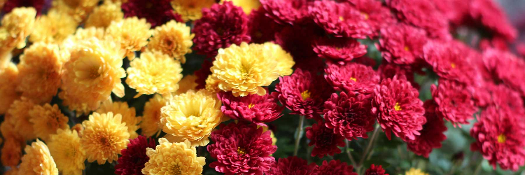 Mums (Chrysanthemum)