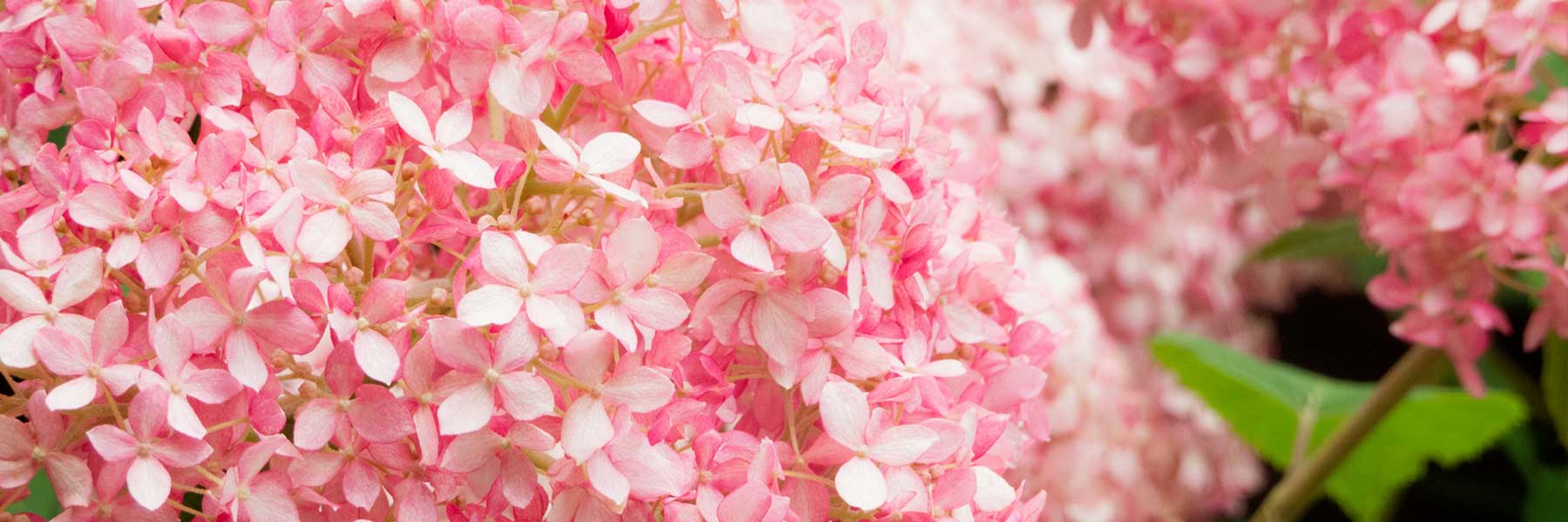 Pink Hydrangea