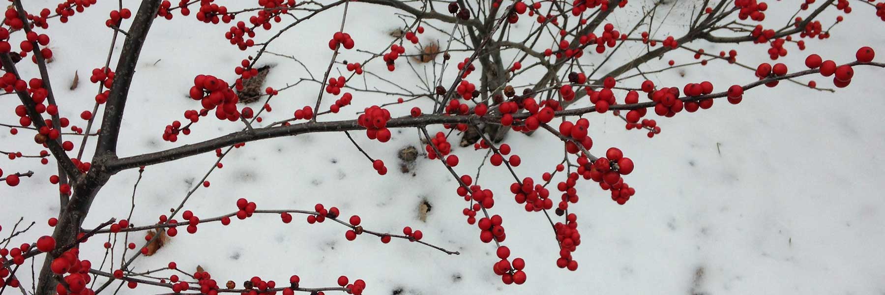 Winterberry