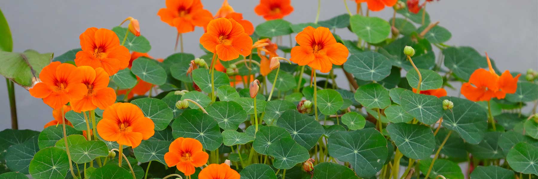 Nasturtium