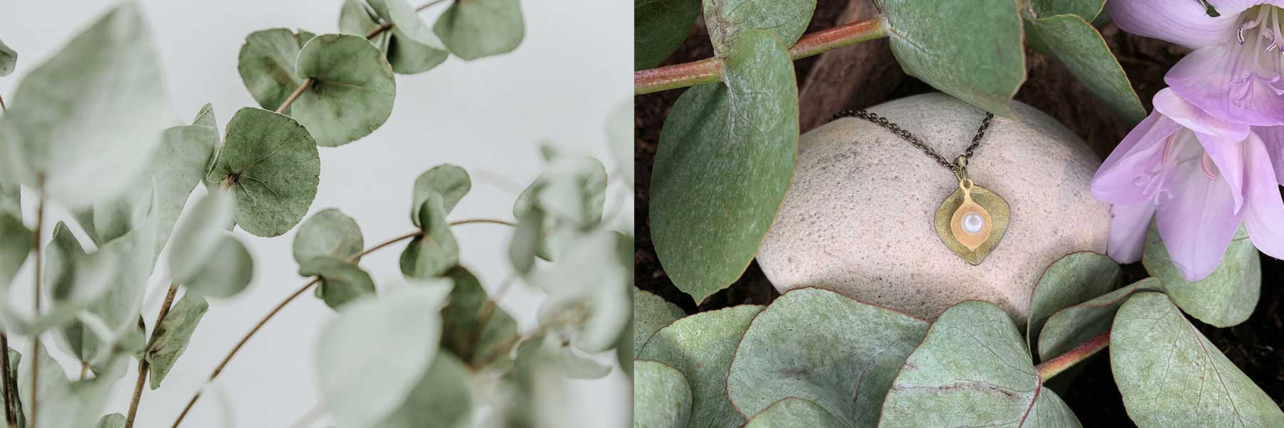 Round Leaf Eucalyptus