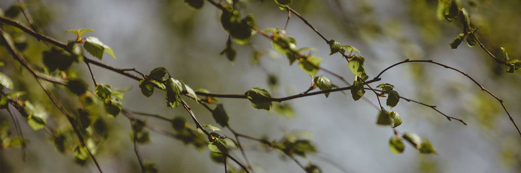 Spring Birch