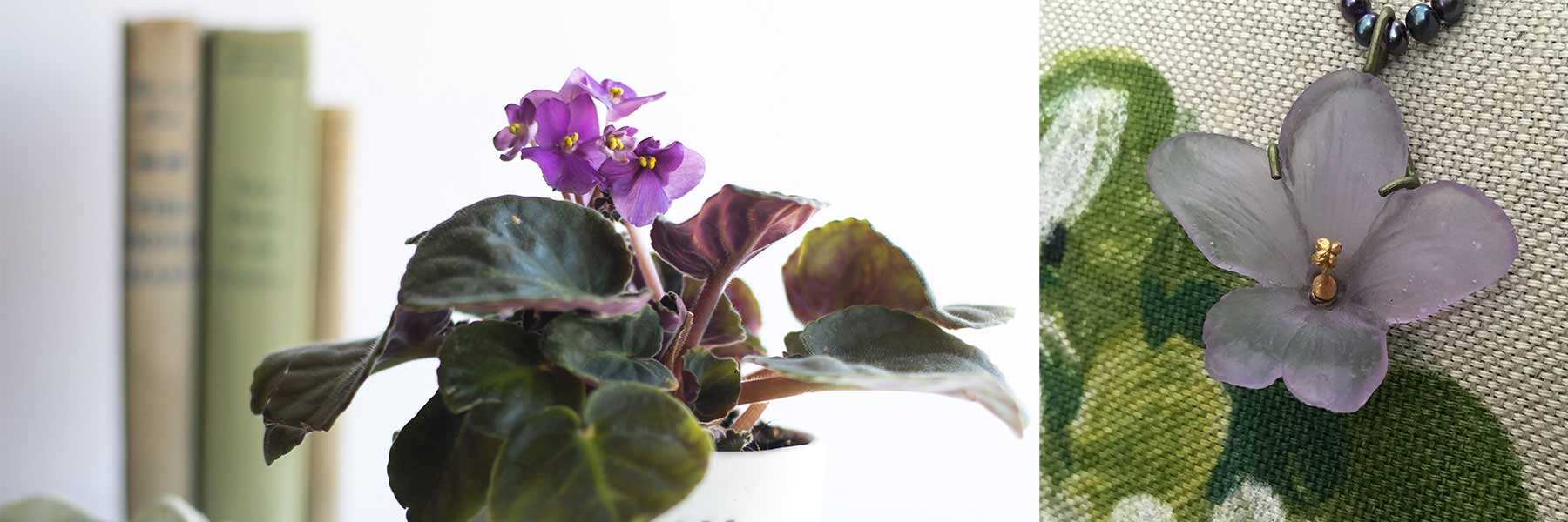 African Violet