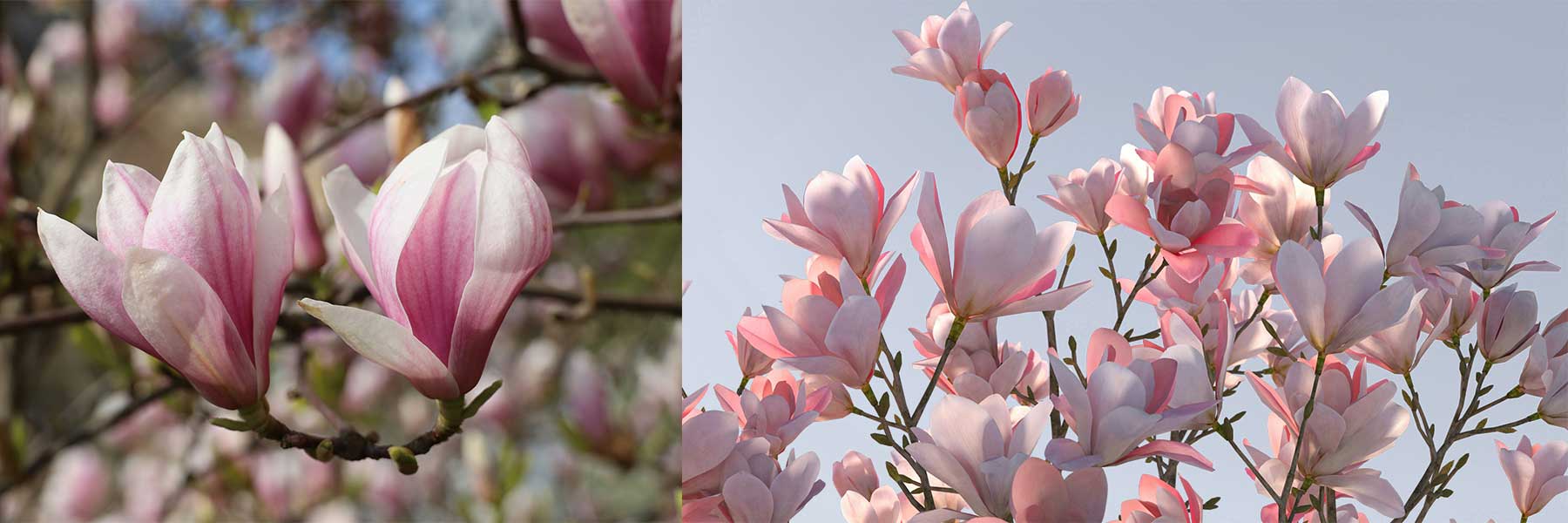 Two magnolia flowers on a branch, left, and a cluster of magnolia blossoms on tree branches against a blue sky, right. Both sets of flowers are pink and white.