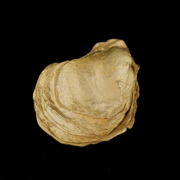 Oyster with Pearls Box