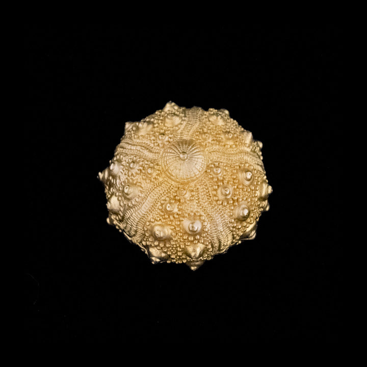 Sea Urchin Nesting Box