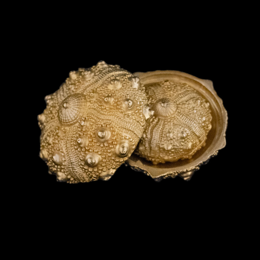 Sea Urchin Nesting Box