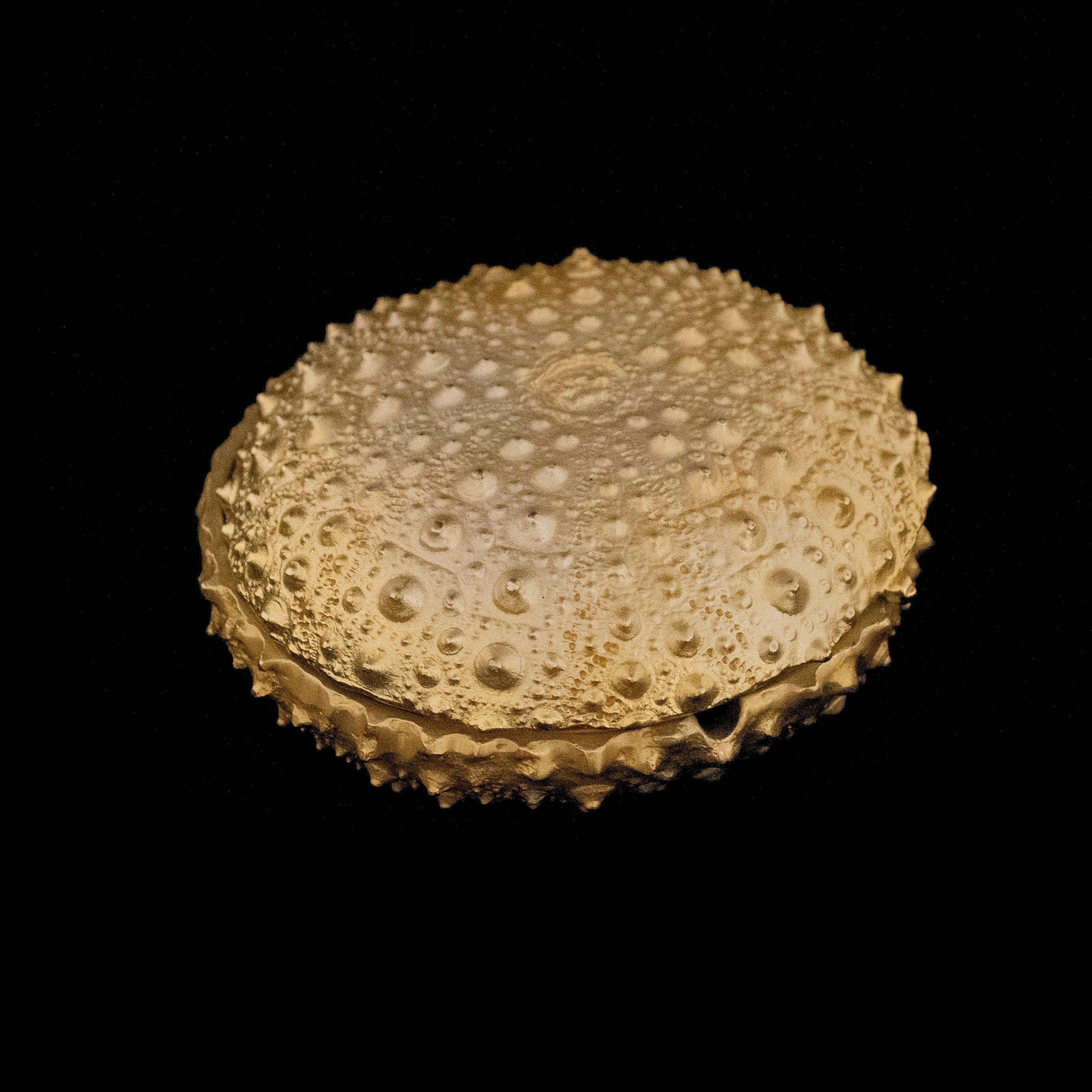 Sea Urchin Box - Gold